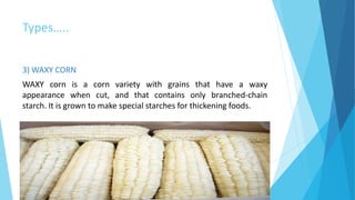 Types…..
3) WAXY CORN
WAXY corn is a corn variety with grains that have a waxy
appearance when cut, and that contains only branched-chain
starch. It is grown to make special starches for thickening foods.
 
