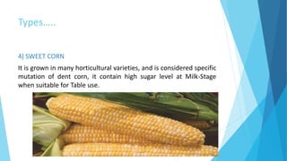 Types…..
4) SWEET CORN
It is grown in many horticultural varieties, and is considered specific
mutation of dent corn, it contain high sugar level at Milk-Stage
when suitable for Table use.
 