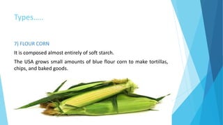 Types…..
7) FLOUR CORN
It is composed almost entirely of soft starch.
The USA grows small amounts of blue flour corn to make tortillas,
chips, and baked goods.
 