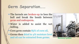 Germ Separation……
The kernels are broken-up to loos the
hull and break the bonds between
germ and endosperm.
Water is added to assist the wet
milling.
Corn germ contain 85% of corn oil.
Germs then dried to 4% moisture level
and oil can be extracted from germs. Recovery Cyclone
 