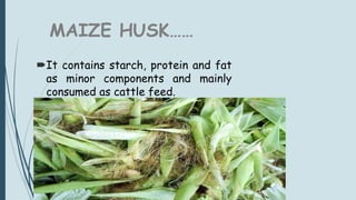 MAIZE HUSK……
It contains starch, protein and fat
as minor components and mainly
consumed as cattle feed.
 