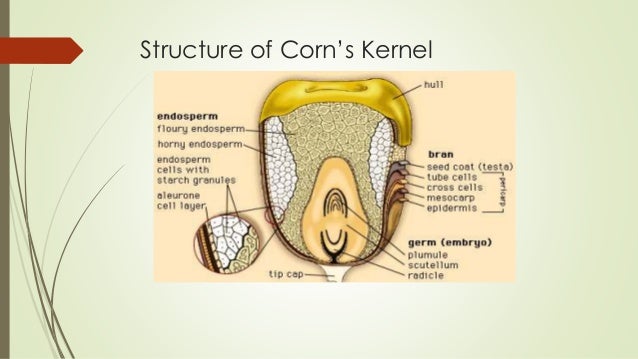 corn fiber