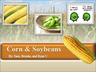 Corn & Soybeans By: Sam, Brooke, and Ryan C 
