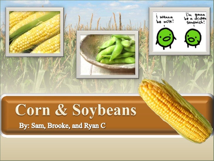 Corn and soybeans