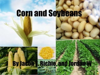 Corn and Soybeans By Jacob E, Richie, and Jordan W 