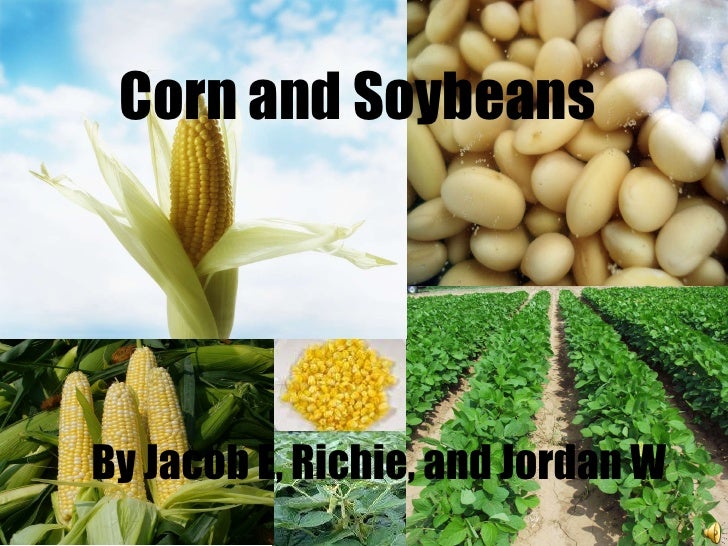 Corn and soybeans