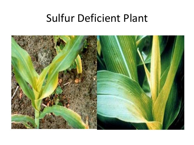 sulfur deficiency in corn