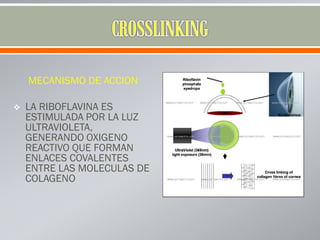 MECANISMO DE ACCION
 LA RIBOFLAVINA ES
ESTIMULADA POR LA LUZ
ULTRAVIOLETA,
GENERANDO OXIGENO
REACTIVO QUE FORMAN
ENLACES COVALENTES
ENTRE LAS MOLECULAS DE
COLAGENO
 