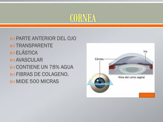  PARTE ANTERIOR DEL OJO
 TRANSPARENTE
 ELÁSTICA
 AVASCULAR
 CONTIENE UN 78% AGUA
 FIBRAS DE COLAGENO.
 MIDE 500 MICRAS
 