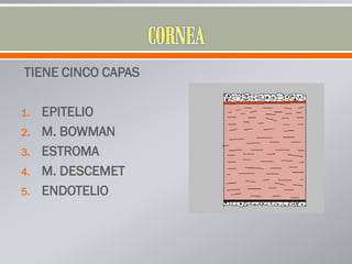 TIENE CINCO CAPAS
1. EPITELIO
2. M. BOWMAN
3. ESTROMA
4. M. DESCEMET
5. ENDOTELIO
 