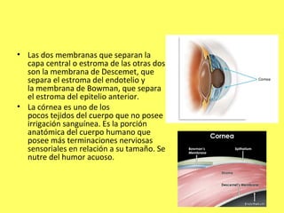 • Las dos membranas que separan la
  capa central o estroma de las otras dos
  son la membrana de Descemet, que
  separa el estroma del endotelio y
  la membrana de Bowman, que separa
  el estroma del epitelio anterior.
• La córnea es uno de los
  pocos tejidos del cuerpo que no posee
  irrigación sanguínea. Es la porción
  anatómica del cuerpo humano que
  posee más terminaciones nerviosas
  sensoriales en relación a su tamaño. Se
  nutre del humor acuoso.
 