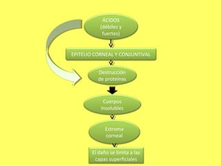 ÁCIDOS
          (débiles y
           fuertes)


EPITELIO CORNEAL Y CONJUNTIVAL


          Destrucción
          de proteínas



            Cuerpos
           insolubles


             Estroma
             corneal


       El daño se limita a las
        capas superficiales
 