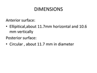 DIMENSIONS
Anterior surface:
• Ellipitical,about 11.7mm horizontal and 10.6
mm vertically
Posterior surface:
• Circular , about 11.7 mm in diameter
 
