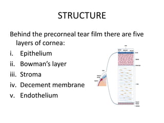 STRUCTURE
Behind the precorneal tear film there are five
layers of cornea:
i. Epithelium
ii. Bowman’s layer
iii. Stroma
iv. Decement membrane
v. Endothelium
 