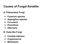 Causes of Fungal Keratitis
A. Filamentous Fungi
● Fusarium species
● Aspergillus species
● Curvularia
● Penicillium
● Alternaria
B. Yeast-like Fungi
● Candida albicans
● Cryptococcus
● Malassezia
 