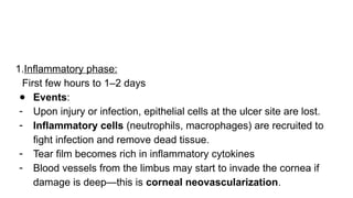 1.Inflammatory phase:
First few hours to 1–2 days
● Events:
- Upon injury or infection, epithelial cells at the ulcer site are lost.
- Inflammatory cells (neutrophils, macrophages) are recruited to
fight infection and remove dead tissue.
- Tear film becomes rich in inflammatory cytokines
- Blood vessels from the limbus may start to invade the cornea if
damage is deep—this is corneal neovascularization.
 