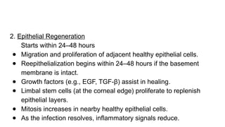 2. Epithelial Regeneration
Starts within 24–48 hours
● Migration and proliferation of adjacent healthy epithelial cells.
● Reepithelialization begins within 24–48 hours if the basement
membrane is intact.
● Growth factors (e.g., EGF, TGF-β) assist in healing.
● Limbal stem cells (at the corneal edge) proliferate to replenish
epithelial layers.
● Mitosis increases in nearby healthy epithelial cells.
● As the infection resolves, inflammatory signals reduce.
 