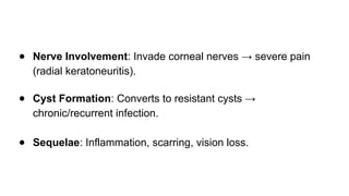 ● Nerve Involvement: Invade corneal nerves → severe pain
(radial keratoneuritis).
● Cyst Formation: Converts to resistant cysts →
chronic/recurrent infection.
● Sequelae: Inflammation, scarring, vision loss.
 