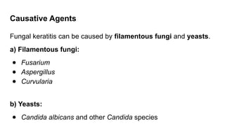 Causative Agents
Fungal keratitis can be caused by filamentous fungi and yeasts.
a) Filamentous fungi:
● Fusarium
● Aspergillus
● Curvularia
b) Yeasts:
● Candida albicans and other Candida species
 