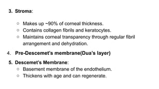 3. Stroma:
○ Makes up ~90% of corneal thickness.
○ Contains collagen fibrils and keratocytes.
○ Maintains corneal transparency through regular fibril
arrangement and dehydration.
4. Pre-Descemet’s membrane(Dua’s layer)
5. Descemet’s Membrane:
○ Basement membrane of the endothelium.
○ Thickens with age and can regenerate.
 