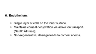 6. Endothelium:
○ Single layer of cells on the inner surface.
○ Maintains corneal dehydration via active ion transport
(Na /K ATPase).
⁺ ⁺
○ Non-regenerative; damage leads to corneal edema.
 