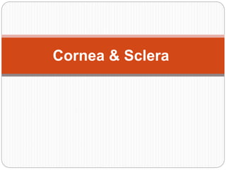 1
Cornea & Sclera
 