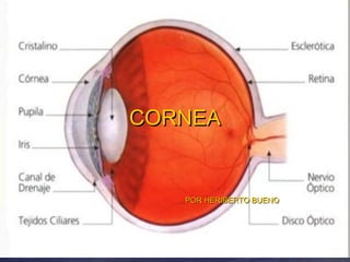 CORNEACORNEA
POR HERIBERTO BUENOPOR HERIBERTO BUENO
 