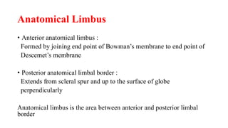 Limbus Tissue Corneal anatomy and anatomy of limbus ! | PPTX