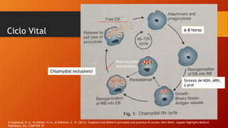 Ciclo Vital
In Copeland, R. A., In Afshari, N. A., & Dohlman, C. H. (2013). Copeland and Afshari's principles and practice of cornea. New Delhi: Jaypee-Highlights Medical
Publishers, Inc. CHAPTER 27.
6-8 horas
Síntesis de ADN, ARN,
y prot
Intravacuolar
microcolony
Chlamydial inclusions!
 