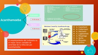 Acanthamoeba
 Agua de mar
 Agua domestica del grifo
 Hielo ártico
 Agua de piscinas
 Suelo
 Vegetales
 Unidades de tto de diálisis
 Calefacción, aire acondicionado
y sist. de ventilación.
 Jacuzzis
 Solución y caja para lentes de
contacto
 Incluso en el polvo y el aire
Trofozoito
Quiste
El enquistamiento del trofozoito es
el mayor factor contable de
severidad de la infección por
acanthamoeba
15-45 micras
15-28 micras
 A. Castellanii
 A. Culbertsoni
 A. Hatchetti
 A. Lugdunensis
 A. Polyphaga
 A. Quina
 A. Rhysodes
 A. Griffini
 