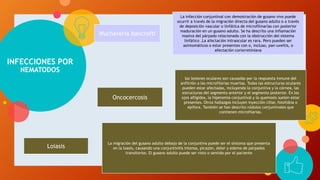 INFECCIONES POR
NEMATODOS
Wuchereria bancrofti
Oncocercosis
Loiasis
La infección conjuntival con demostración de gusano vivo puede
ocurrir a través de la migración directa del gusano adulto o a través
de deposición vascular o linfática de microfilmarías con posterior
maduración en un gusano adulto. Se ha descrito una inflamación
masiva del párpado relacionada con la obstrucción del sistema
linfático .La afectación intraocular es rara. Pero pueden ser
asintomáticos o estar presentes con o, incluso, pan-uveítis, o
afectación coriorretiniana
las lesiones oculares son causadas por la respuesta inmune del
anfitrión a las microfilarias muertas. Todas las estructuras oculares
pueden estar afectadas, incluyendo la conjuntiva y la córnea, las
estructuras del segmento anterior y el segmento posterior. En los
ojos afligidos, la hiperemia conjuntival y la quemosis suelen estar
presentes. Otros hallazgos incluyen inyección ciliar, fotofobia o
epífora. También se han descrito nódulos conjuntivales que
contienen microfilarias.
La migración del gusano adulto debajo de la conjuntiva puede ser el síntoma que presenta
en la loasis, causando una conjuntivitis intensa, picazón, dolor y edema de párpados
transitorios. El gusano adulto puede ser visto o sentido por el paciente
 