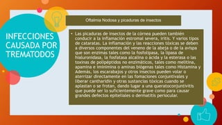 INFECCIONES
CAUSADA POR
TREMATODOS
• Las picaduras de insectos de la córnea pueden también
conducir a la inflamación estromal severa, iritis. Y varios tipos
de cataratas. La inflamación y las reacciones tóxicas se deben
a diversos componentes del veneno de la abeja o de la avispa
que son enzimas tales como la fosfolipasa, la lipasa de
hialuronidasa, la fosfatasa alcalina o ácida y la esterasa o las
toxinas de polipéptidos no enzimáticos, tales como melitina,
apamina e iminimina o aminas biógenas tales como Histamina y
Además, los escarabajos y otros insectos pueden volar o
aterrizar directamente en las fomaciones conjuntivales y
liberar cantharidin y otras sustancias tóxicas cuando se
aplastan o se frotan, dando lugar a una queratoconjuntivitis
que puede ser lo suficientemente grave como para causar
grandes defectos epiteliales o dermatitis periocular.
Oftalmia Nodosa y picaduras de insectos
 