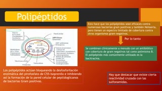 Polipéptidos
Los polipéptidos actúan bloqueando la desfosforilación
enzimática del pirofosfato de C55-isoprenilo e inhibiendo
así la formación de la pared celular de peptidoglicanos
de bacterias Gram positivas.
Se combinan clínicamente a menudo con un antibiótico
con cobertura de gram negativos tal como polimixina B.
El polipéptido más comúnmente utilizado es la
bacitracina.
Por lo tanto
Hay que destacar que existe cierta
reactividad cruzada con las
sulfonamidas.
Esto hace que los polipéptidos sean eficaces contra
numerosas bacterias gram positivas y también Neisseria,
pero tienen un espectro limitado de cobertura contra
otros organismos gram negativos.
 