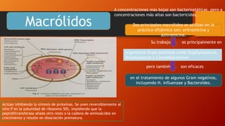 Macrólidos
A concentraciones más bajas son bacteriostáticas, pero a
concentraciones más altas son bactericidas.
Actúan inhibiendo la síntesis de proteínas. Se unen reversiblemente al
sitio P en la subunidad de ribosoma 50S, impidiendo que la
peptidiltransferasa añada otro resto a la cadena de aminoácidos en
crecimiento y resulte en disociación prematura.
Dos principales macrólidos se utilizan en la
práctica oftálmica son: eritromicina y
azitromicina.
organismos Gram positivos como Staphylococcus,
Streptococcus y Corynebacterium
Su trabajo es principalmente en
pero también son eficaces
en el tratamiento de algunos Gram negativos,
incluyendo H. influenzae y Bacteroides.
 