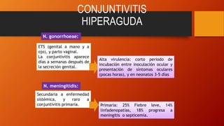 CONJUNTIVITIS
HIPERAGUDA
ETS (genital a mano y a
ojo), y parto vaginal.
La conjuntivitis aparece
días a semanas después de
la secreción genital.
Alta virulencia: corto periodo de
incubación entre inoculación ocular y
presentación de síntomas oculares
(pocas horas), y en neonatos 3-5 días
Secundaria a enfermedad
sistémica, y raro a
conjuntivitis primaria. Primaria: 25% Fiebre leve, 14%
linfadenopatías, 18% progresa a
meningitis o septicemia.
N. gonorrhoeae:
N. meningitidis:
 
