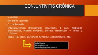 CONJUNTIVITIS CRÓNICA
• S. aureus
• Moraxella lacunata
• C. trachomatis
• Enterobacterias: Branhamella catarrhalis, E coli, Klebsiella
pneumoniae, Proteus mirabilis, Serrata marcescens -> lentas y
crónicas
• Raras: TB, sífilis, Bartonella henselae, actinomicosis, etc.
Mala higiene
Patología ocular
Enfermedades metabólicas
 
