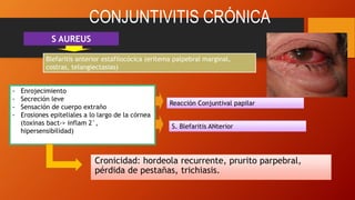CONJUNTIVITIS CRÓNICA
Cronicidad: hordeola recurrente, prurito parpebral,
pérdida de pestañas, trichiasis.
S AUREUS
Blefaritis anterior estafilocócica (eritema palpebral marginal,
costras, telangiectasias)
- Enrojecimiento
- Secreción leve
- Sensación de cuerpo extraño
- Erosiones epiteliales a lo largo de la córnea
(toxinas bact-> inflam 2°,
hipersensibilidad)
Reacción Conjuntival papilar
S. Blefaritis ANterior
 