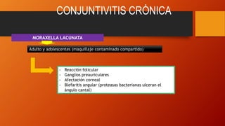 CONJUNTIVITIS CRÓNICA
MORAXELLA LACUNATA
Adulto y adolescentes (maquillaje contaminado compartido)
- Reacción folicular
- Ganglios preauriculares
- Afectación corneal
- Blefaritis angular (proteasas bacterianas ulceran el
ángulo cantal)
 