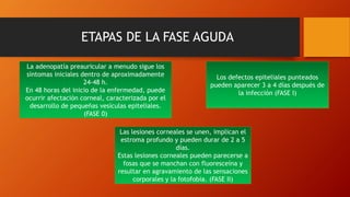 Las lesiones corneales se unen, implican el
estroma profundo y pueden durar de 2 a 5
días.
Estas lesiones corneales pueden parecerse a
fosas que se manchan con fluoresceína y
resultar en agravamiento de las sensaciones
corporales y la fotofobia. (FASE II)
La adenopatía preauricular a menudo sigue los
síntomas iniciales dentro de aproximadamente
24-48 h.
En 48 horas del inicio de la enfermedad, puede
ocurrir afectación corneal, caracterizada por el
desarrollo de pequeñas vesículas epiteliales.
(FASE 0)
Los defectos epiteliales punteados
pueden aparecer 3 a 4 días después de
la infección (FASE I)
ETAPAS DE LA FASE AGUDA
 