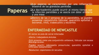 Las paperas se caracterizan por una inflamación
bilateral de las glándulas parótidas
La dacrioadenitis puede ocurrir al mismo tiempo que
la infección parotídea y se asocia con dolor orbitario
y una masa
Dentro de las 2 semanas de la parotiditis, se pueden
presentar conjuntivitis folicular, queratitis epitelial y
estromal, iritis, trabeculitis y escleritis
oEl vector es aves de corral infectadas
oAfecta: trabajadores Avícolas
oEstá presente como una conjuntivitis unilateral, folicular con escasa
descarga acuosa.
oPueden ocurrir: Adenopatía preauricular, queratitis epitelial e
infiltrados Subepiteliales
oResolucion: espontanea sin secuelas
 