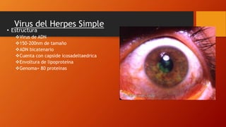 Virus del Herpes Simple
• Estructura
Virus de ADN
150-200nm de tamaño
ADN bicatenario
Cuenta con capside icosadeltaedrica
Envoltura de lipoproteína
Genoma= 80 proteinas
 