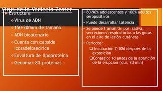 Virus de la Varicela Zoster • 80-90% adolescentes y 100% adultos
seropositivos
• Puede desarrollar latencia
• Se puede transmitir por: saliva,
secreciones respiratorias o las gotas
en el aire de lesión cutáneas
• Periodos:
 Incubación 7-10d después de la
exposición
Contagio: 1d antes de la aparición
de la erupción (dur. 7d min)
 Estructura
Virus de ADN
150-200nm de tamaño
ADN bicatenario
Cuenta con capside
icosadeltaedrica
Envoltura de lipoproteína
Genoma= 80 proteinas
 