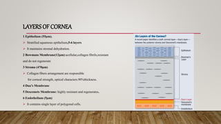 LAYERS OF CORNEA
1 Epithelium (55µm).
 Stratified squamous epithelium,5-6 layers
 It maintains stromal dehydration.
2 Bowmans Membrane(12µm):acellular,collagen fibrils,resistant
and do not regenerate
3 Stroma (470µm)
 Collagen fibers arrangement are responsible
for corneal strength, optical characters.90%thickness.
4 Dua’s Membrane
5 Descemets Membrane: highly resistant and regenerates.
6 Endothelium (5µm)
 It contains single layer of polygonal cells.
 