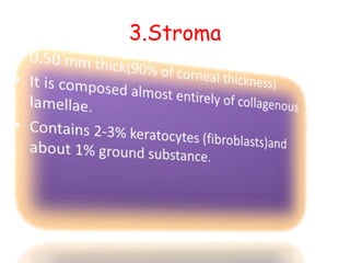 3.Stroma
 