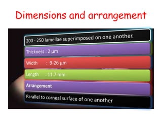 Dimensions and arrangement
 