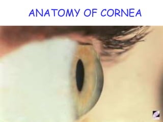 ANATOMY OF CORNEA
 