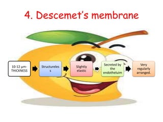 4. Descemet’s membrane
10-12 μm-
THICKNESS
Structureles
s
Slightly
elastic
Secreted by
the
endotheluim
Very
regularly
arranged.
 