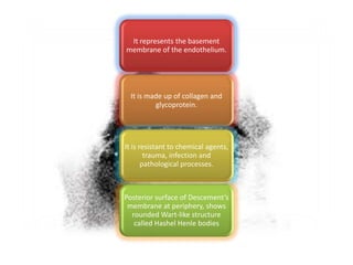 It represents the basement
membrane of the endothelium.
It is made up of collagen and
glycoprotein.
It is resistant to chemical agents,
trauma, infection and
pathological processes.
Posterior surface of Descement’s
membrane at periphery, shows
rounded Wart-like structure
called Hashel Henle bodies
 