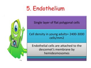 5. Endothelium
Single layer of flat polygonal cells
Cell density in young adults= 2400-3000
cells/mm2
Endothelial cells are attached to the
descemet’s membrane by
hemidesmosomes
 
