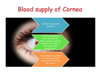 Blood supply of Cornea
Cornea is avascular
structure
Small loops derived
from the anterior
cilliary vessels invade its
peripheri for about 1
mm and provide
nourishment.
These loops are present
in subconjunctival
tissues which overlap
the cornea.
 
